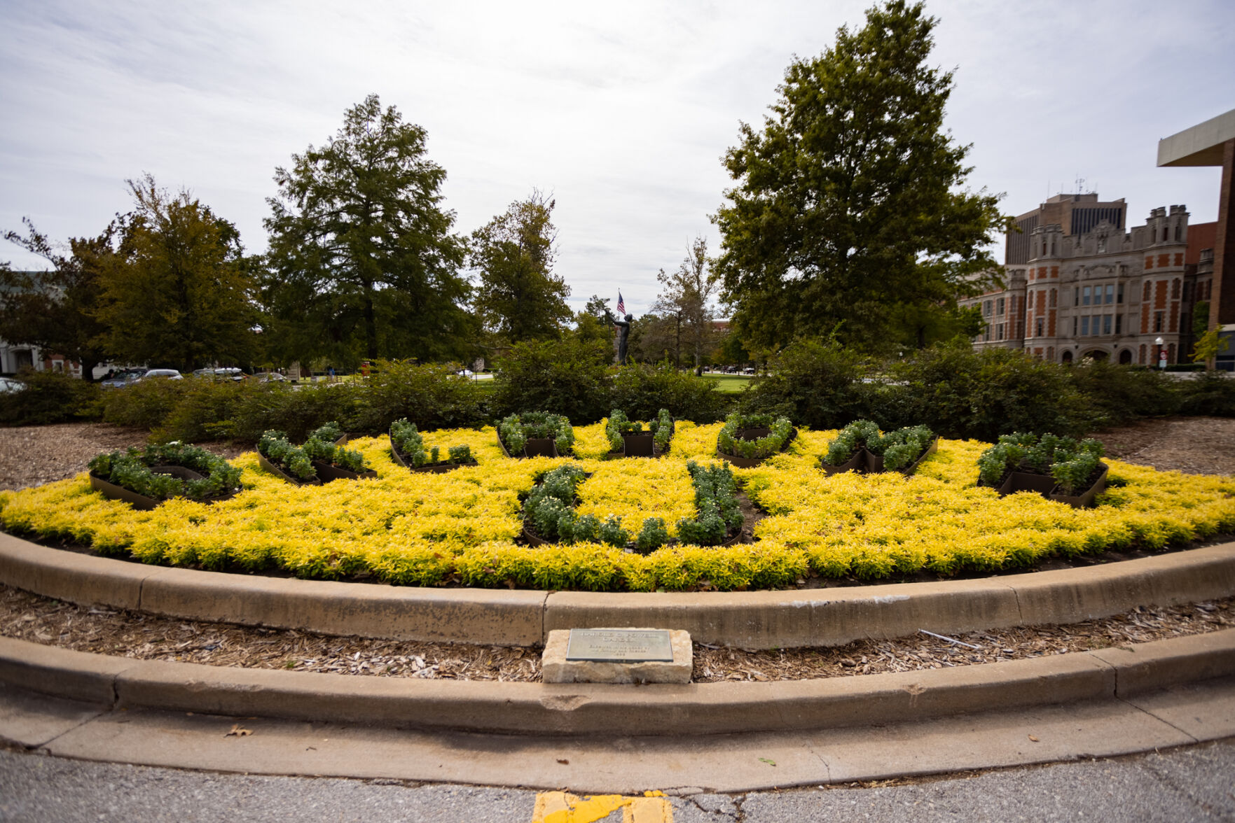 North Oval Mums